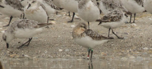 Drieteenstrandloper_L1XXRW_met_geolocater_Griend_fotograaf_Jelle_Loonstra