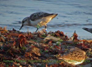 Drieteenstrandloper_L1xxWB_fotograaf_Kerrest_Plozévet