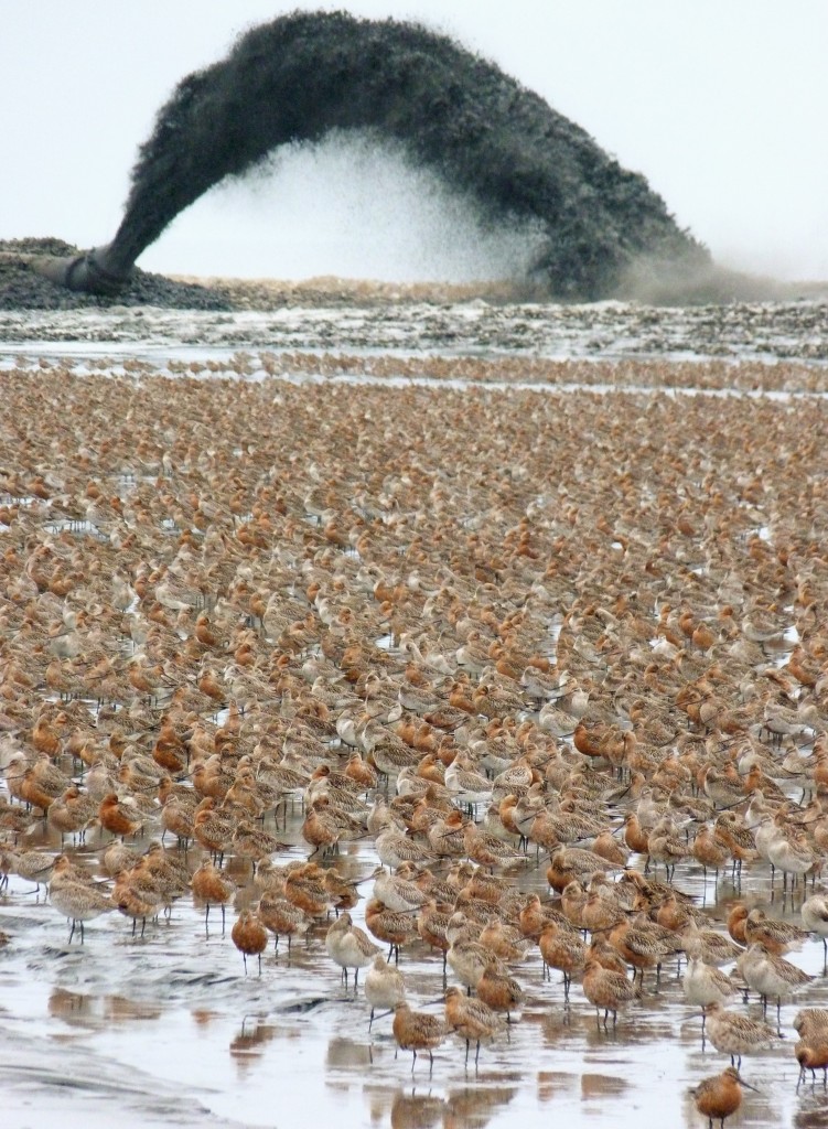 Rossegrutto's_Yalujiang_natuurreservaat_noordoost_China_fotograaf_David_S_Melville