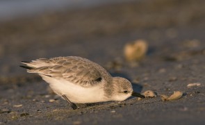 Foto: Jeroen Reneerkens
