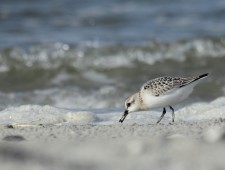 Juveniele_Drieteenstrandloper_fotograaf_Bart_Loonstra